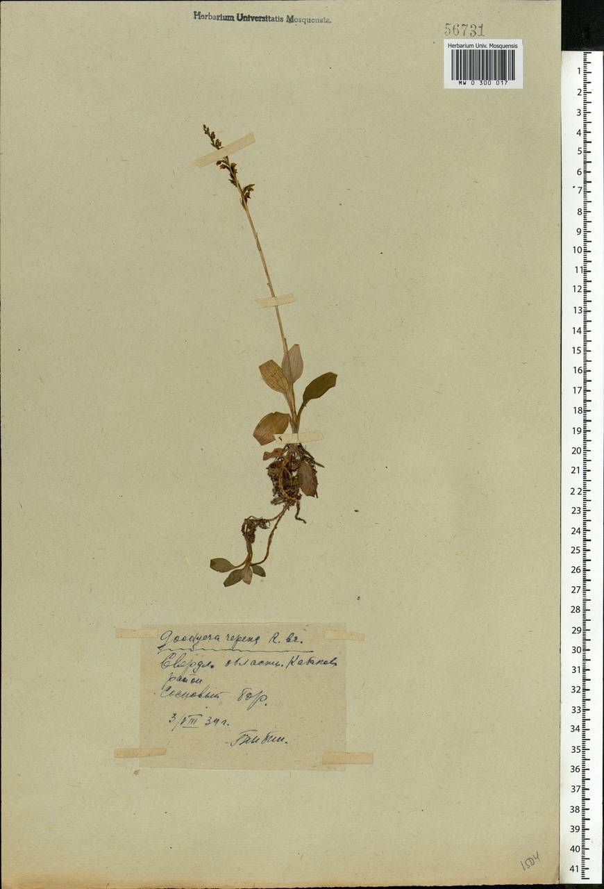Goodyera repens (L.) R.Br., Eastern Europe, Eastern region (E10) (Russia)