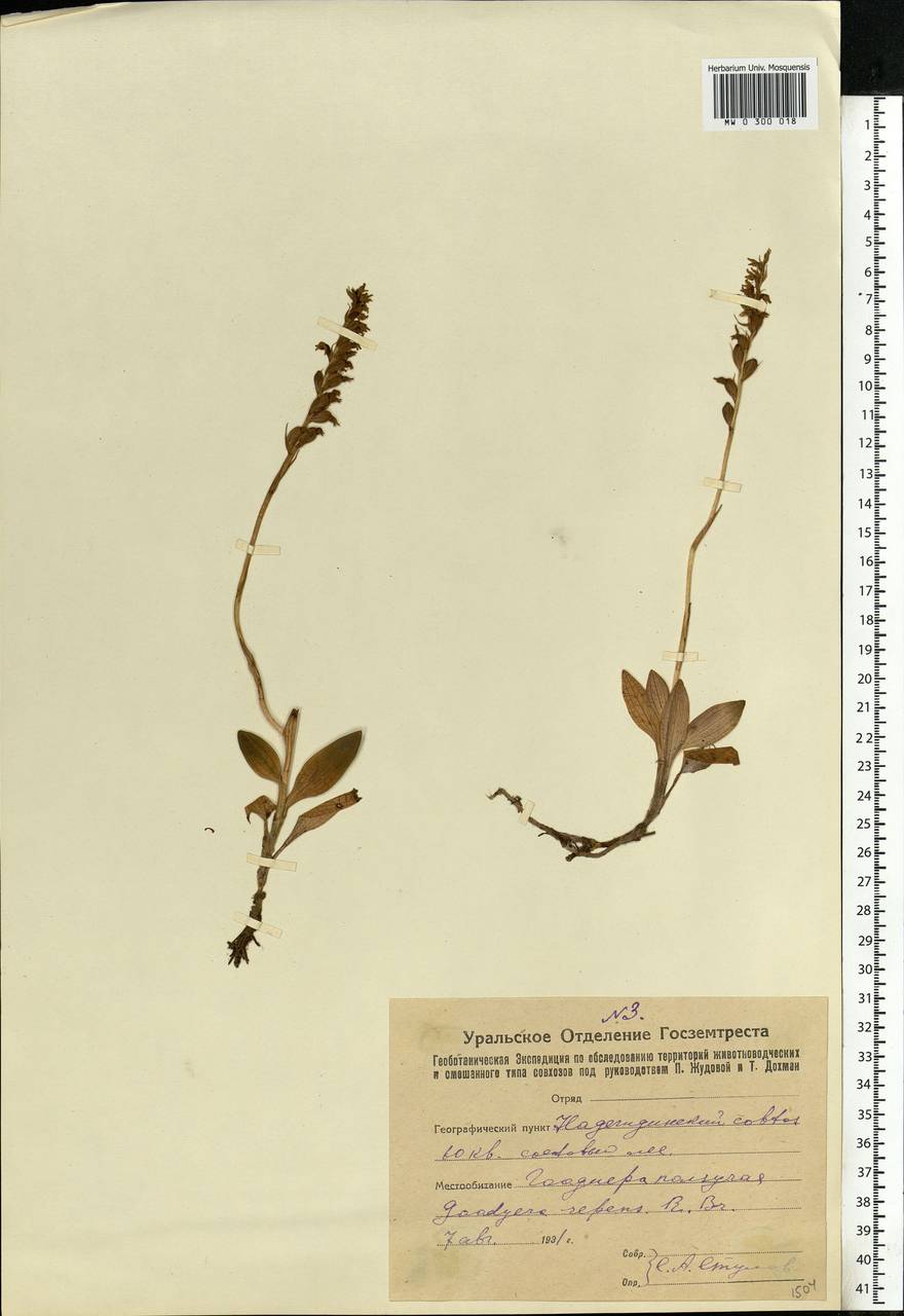 Goodyera repens (L.) R.Br., Eastern Europe, Eastern region (E10) (Russia)