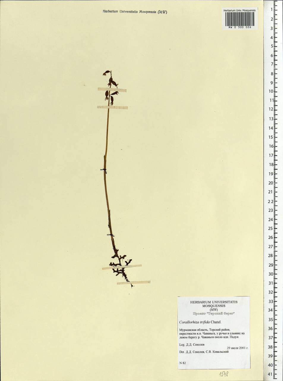 Corallorhiza trifida Châtel., Eastern Europe, Northern region (E1) (Russia)