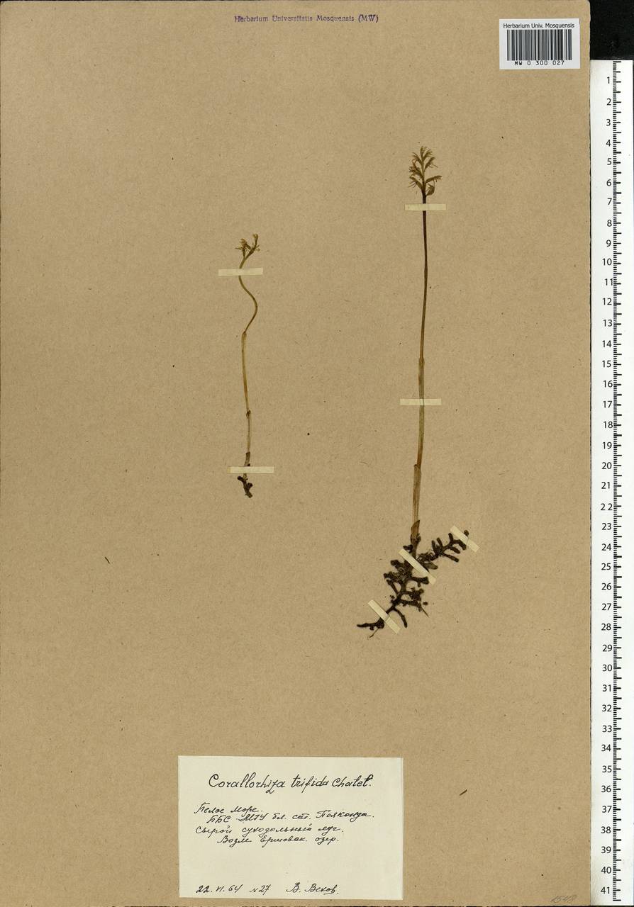 Corallorhiza trifida Châtel., Eastern Europe, Northern region (E1) (Russia)