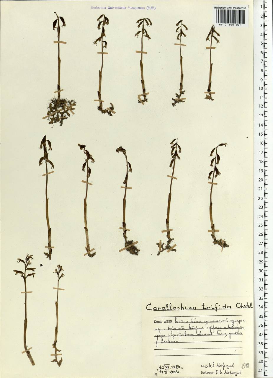 Corallorhiza trifida Châtel., Eastern Europe, Northern region (E1) (Russia)
