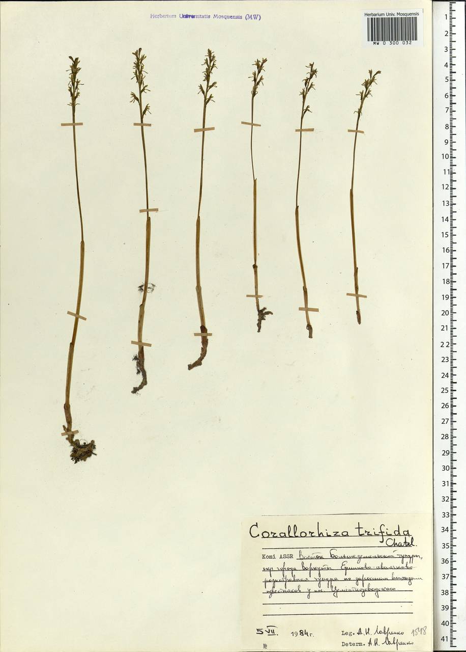Corallorhiza trifida Châtel., Eastern Europe, Northern region (E1) (Russia)