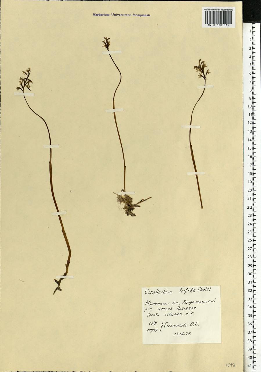 Corallorhiza trifida Châtel., Eastern Europe, Northern region (E1) (Russia)