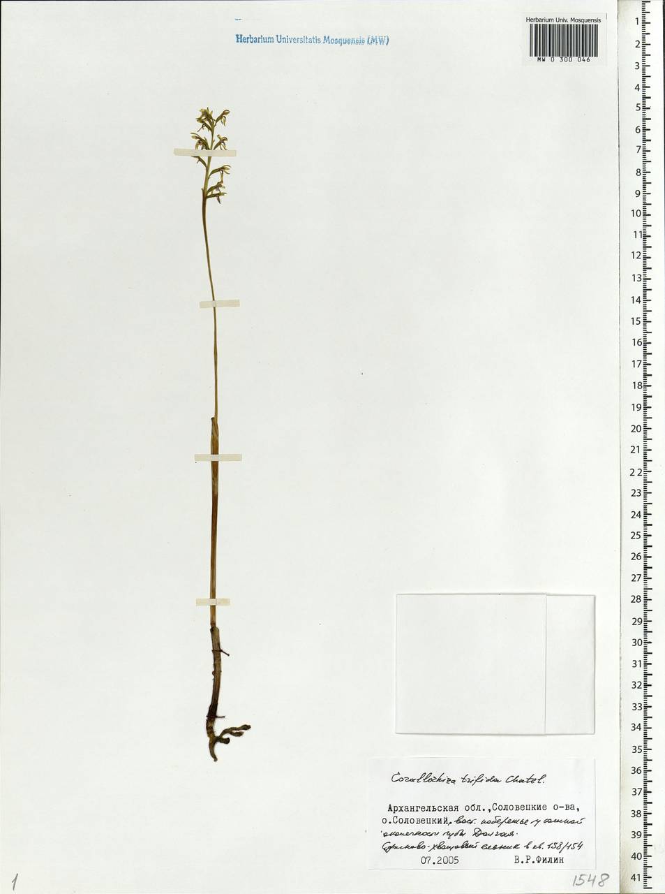 Corallorhiza trifida Châtel., Eastern Europe, Northern region (E1) (Russia)