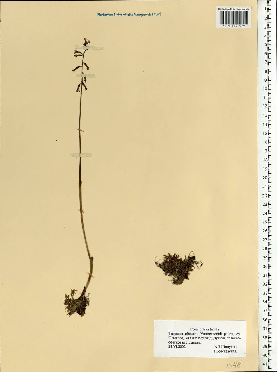 Corallorhiza trifida Châtel., Eastern Europe, North-Western region (E2) (Russia)