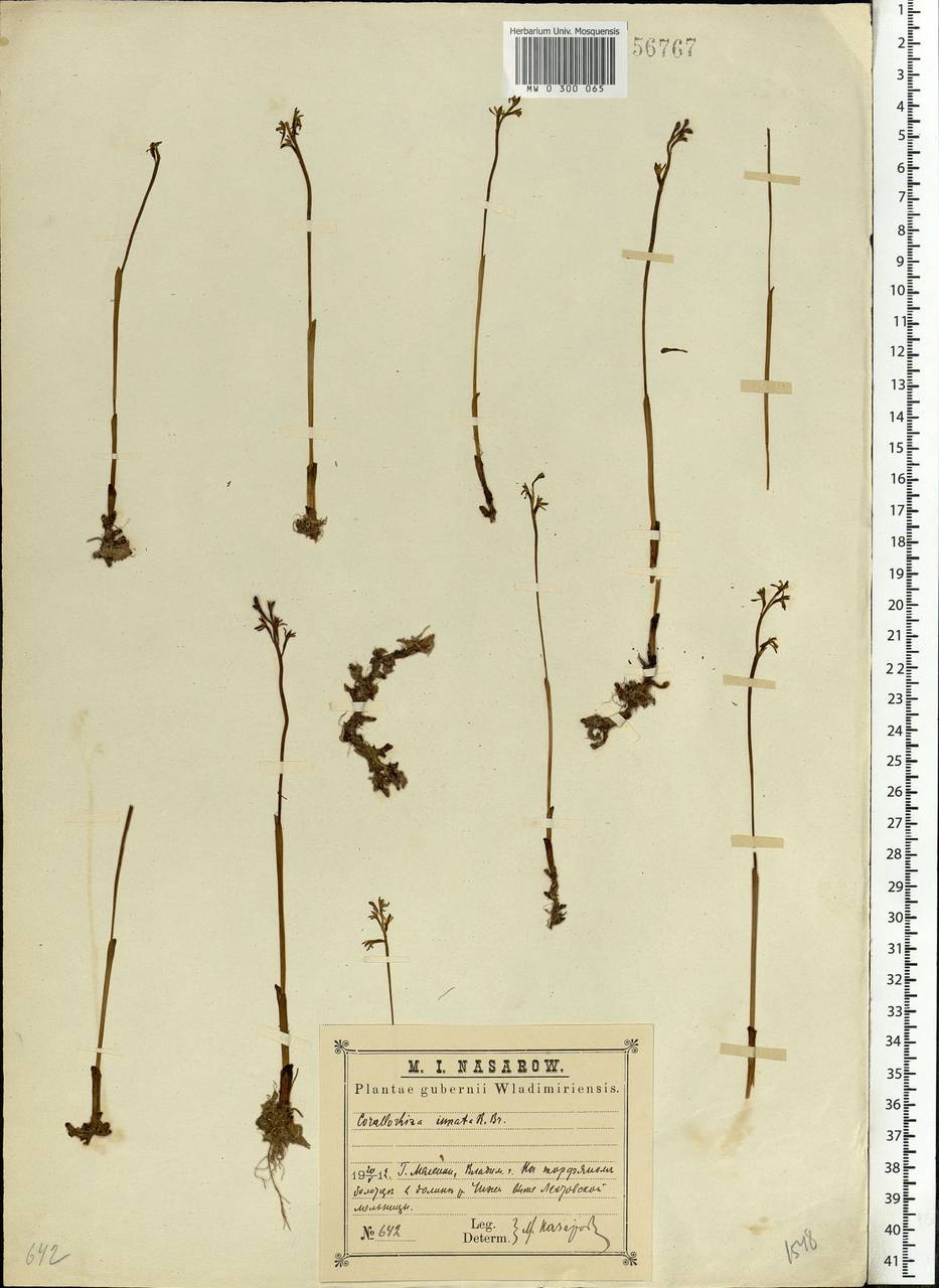 Corallorhiza trifida Châtel., Eastern Europe, Central region (E4) (Russia)