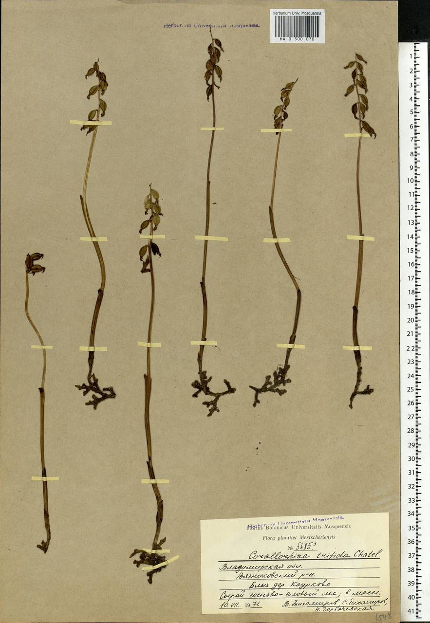 Corallorhiza trifida Châtel., Eastern Europe, Central region (E4) (Russia)