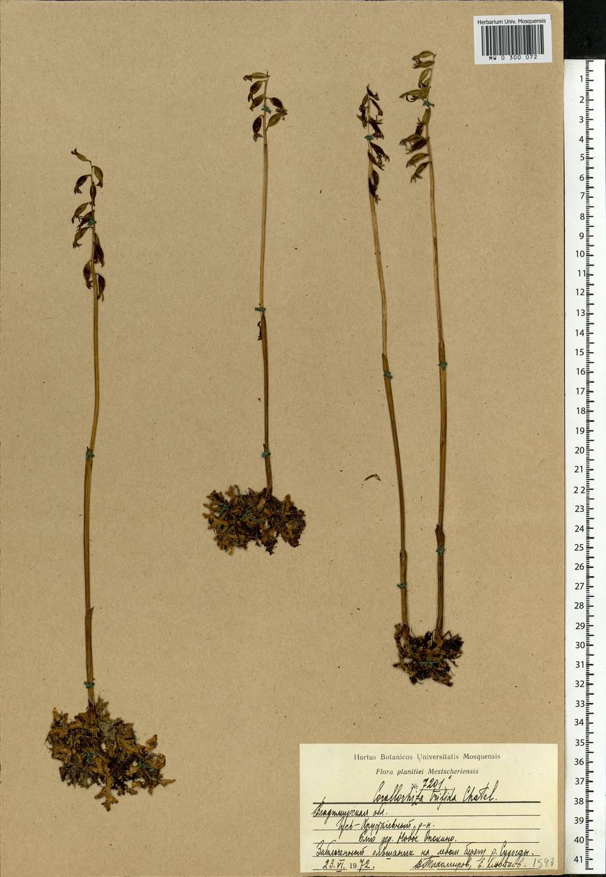 Corallorhiza trifida Châtel., Eastern Europe, Central region (E4) (Russia)