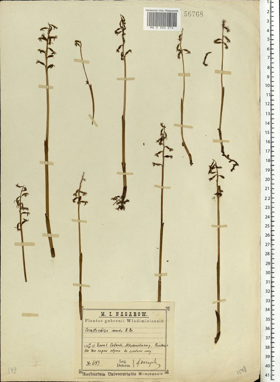 Corallorhiza trifida Châtel., Eastern Europe, Central region (E4) (Russia)