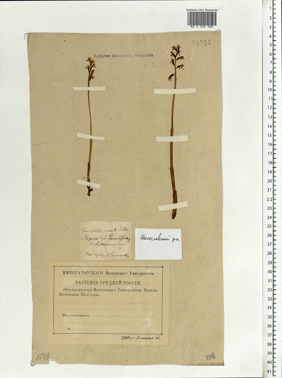 Corallorhiza trifida Châtel., Eastern Europe, Central forest-and-steppe region (E6) (Russia)