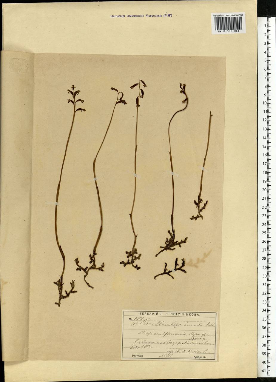 Corallorhiza trifida Châtel., Eastern Europe, Moscow region (E4a) (Russia)