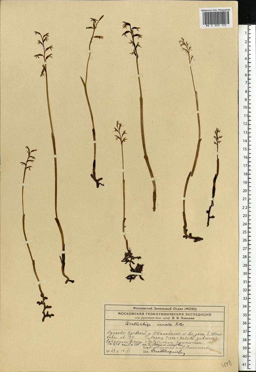 Corallorhiza trifida Châtel., Eastern Europe, Central region (E4) (Russia)