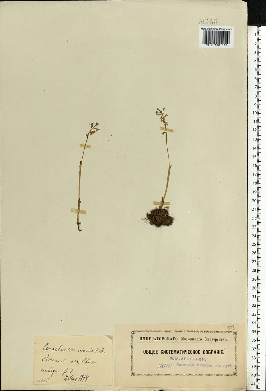 Corallorhiza trifida Châtel., Eastern Europe, Moscow region (E4a) (Russia)