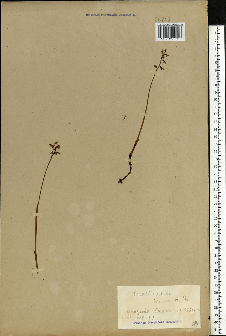 Corallorhiza trifida Châtel., Eastern Europe, Moscow region (E4a) (Russia)