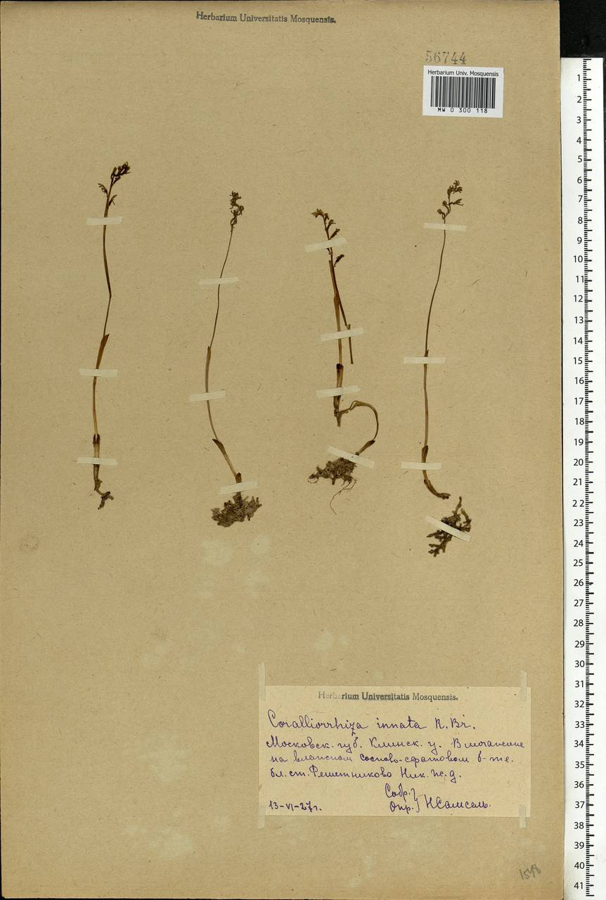 Corallorhiza trifida Châtel., Eastern Europe, Moscow region (E4a) (Russia)