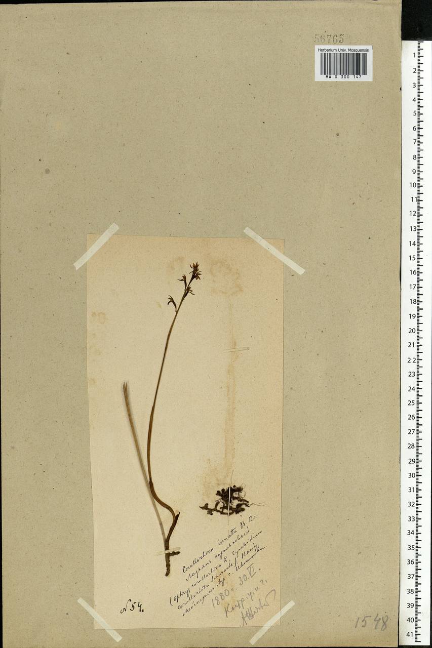 Corallorhiza trifida Châtel., Eastern Europe, Central forest region (E5) (Russia)