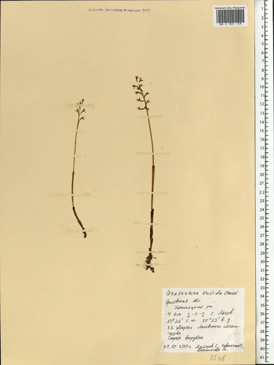 Corallorhiza trifida Châtel., Eastern Europe, Central forest-and-steppe region (E6) (Russia)