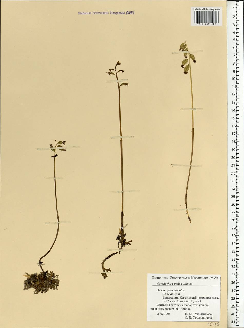 Corallorhiza trifida Châtel., Eastern Europe, Volga-Kama region (E7) (Russia)