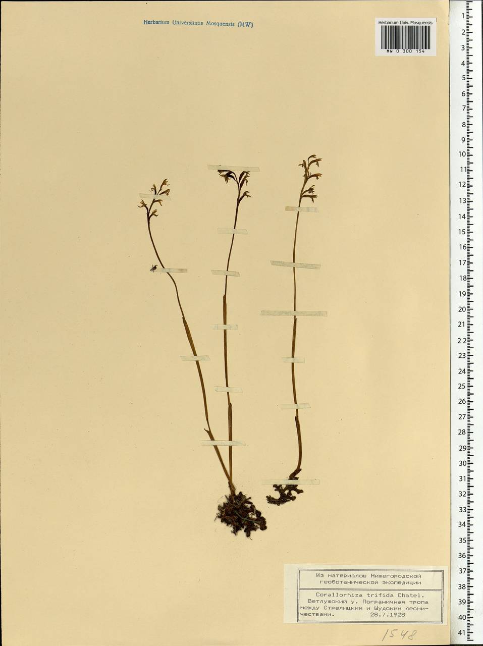 Corallorhiza trifida Châtel., Eastern Europe, Volga-Kama region (E7) (Russia)