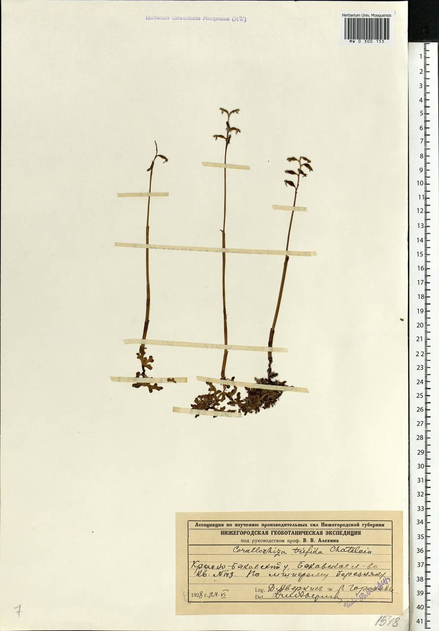 Corallorhiza trifida Châtel., Eastern Europe, Volga-Kama region (E7) (Russia)