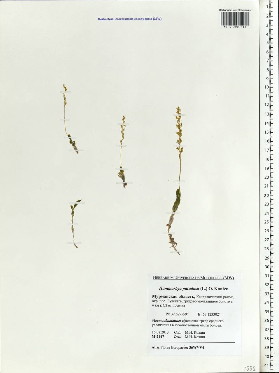 Hammarbya paludosa (L.) Kuntze, Eastern Europe, Northern region (E1) (Russia)