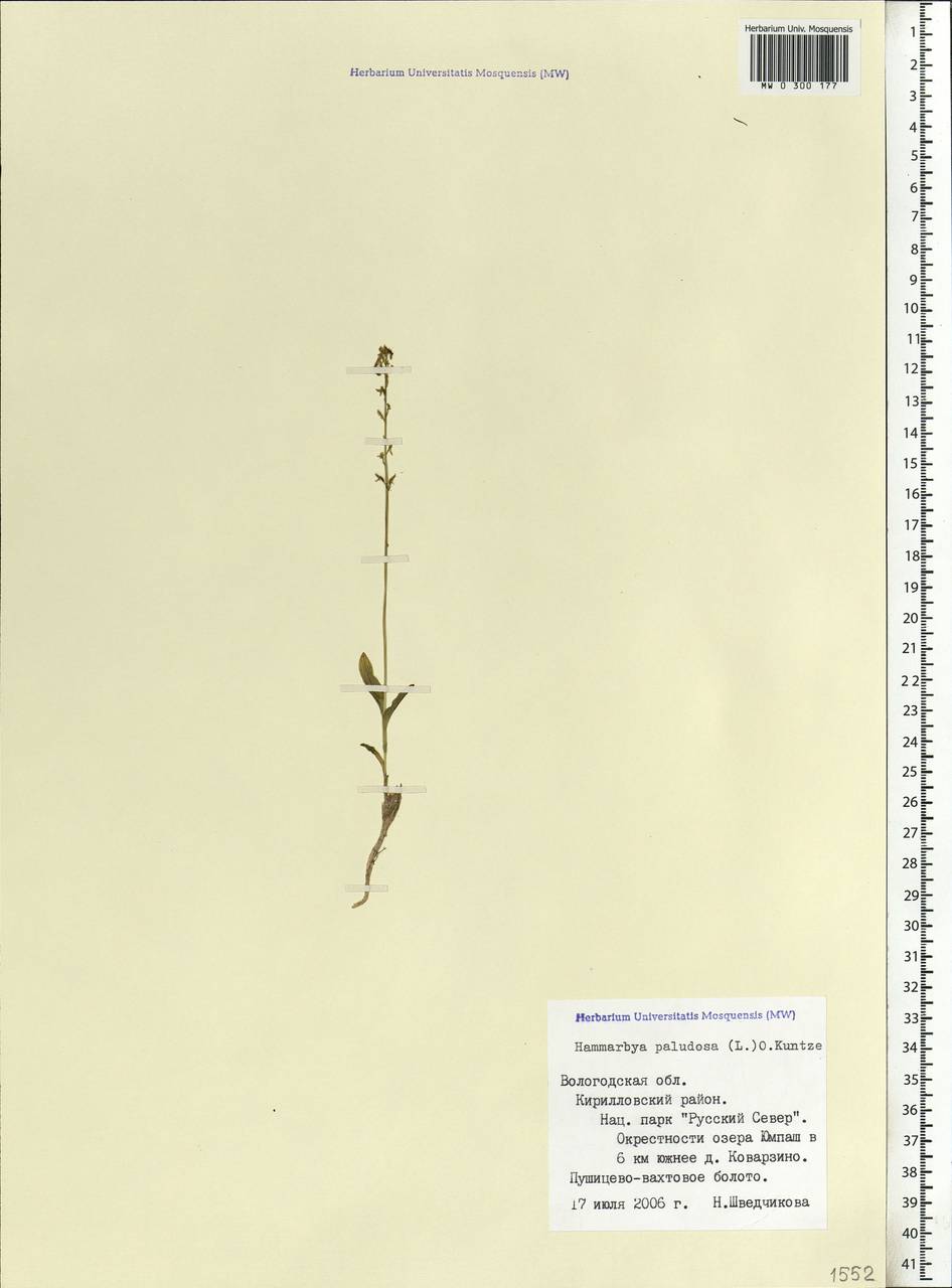 Hammarbya paludosa (L.) Kuntze, Eastern Europe, Northern region (E1) (Russia)