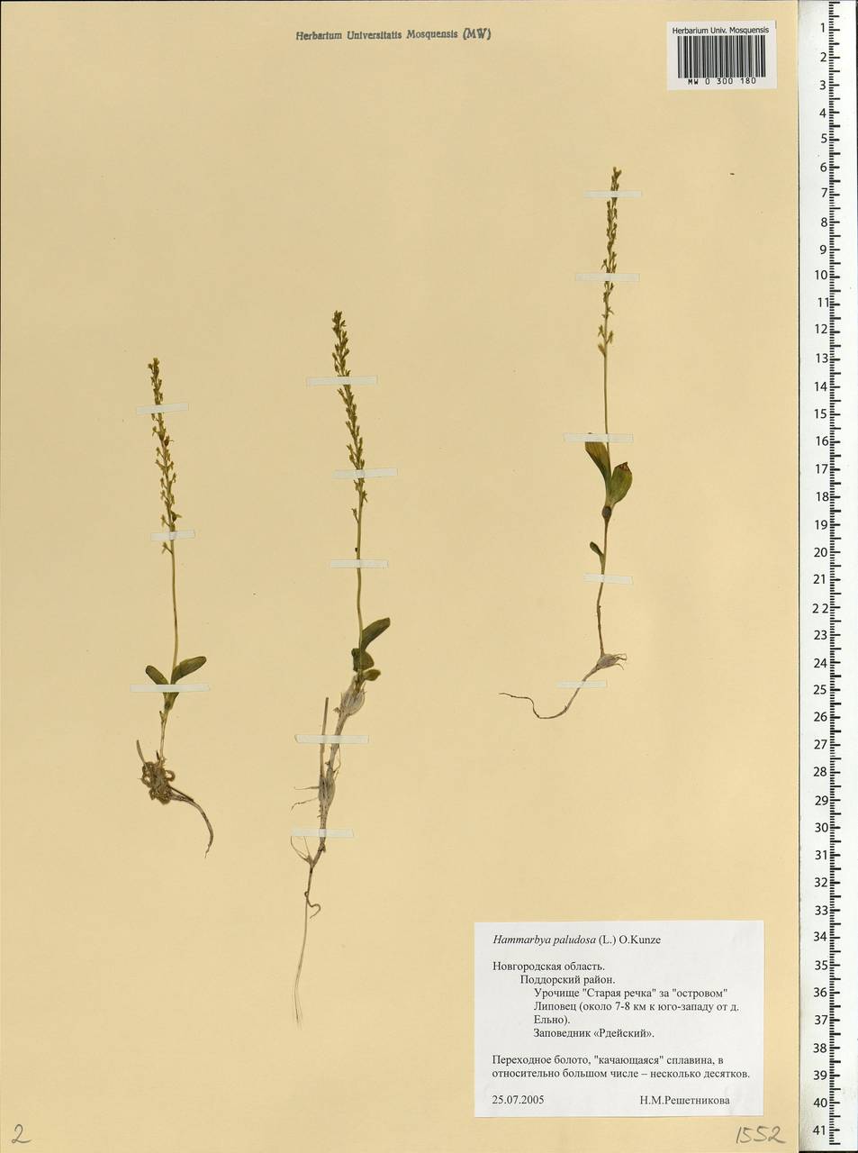 Hammarbya paludosa (L.) Kuntze, Eastern Europe, North-Western region (E2) (Russia)