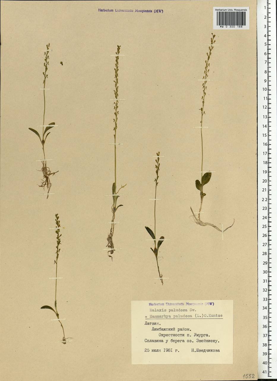 Hammarbya paludosa (L.) Kuntze, Eastern Europe, Latvia (E2b) (Latvia)