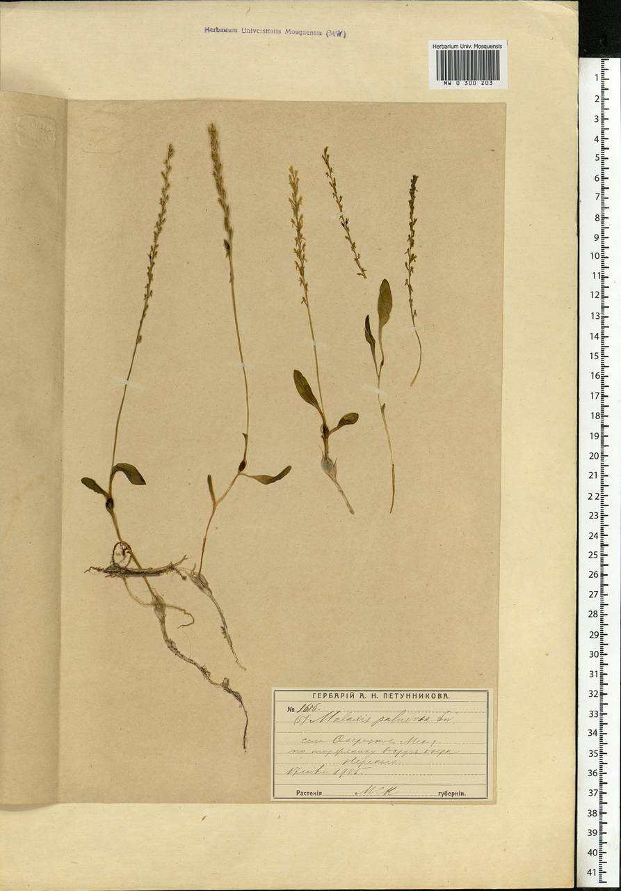 Hammarbya paludosa (L.) Kuntze, Eastern Europe, Moscow region (E4a) (Russia)