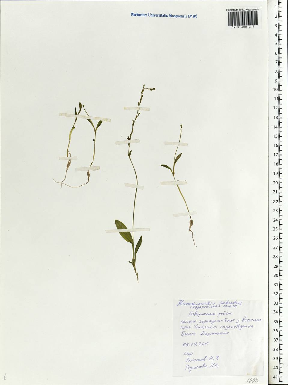 Hammarbya paludosa (L.) Kuntze, Eastern Europe, Central forest-and-steppe region (E6) (Russia)