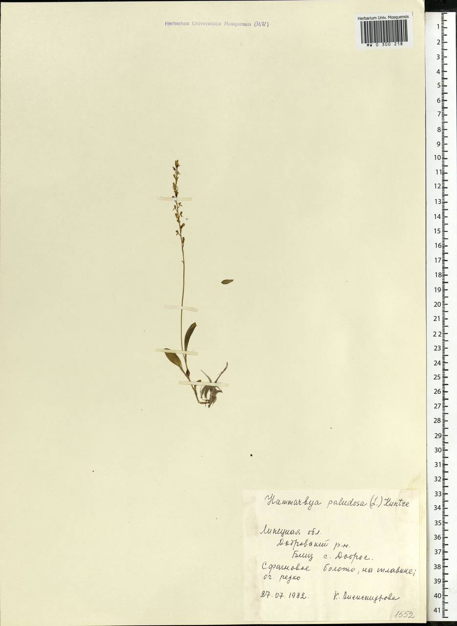 Hammarbya paludosa (L.) Kuntze, Eastern Europe, Central forest-and-steppe region (E6) (Russia)