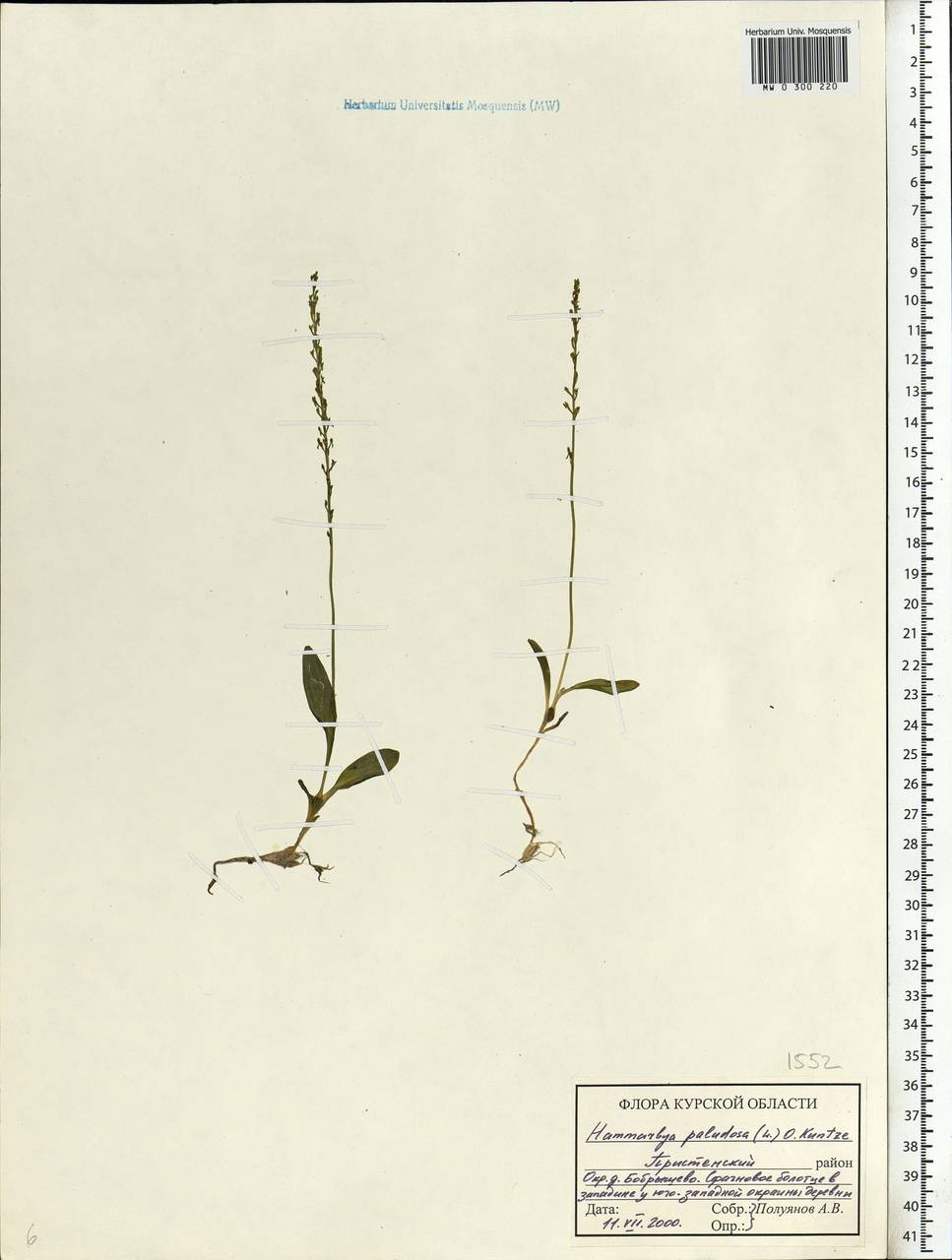 Hammarbya paludosa (L.) Kuntze, Eastern Europe, Central forest-and-steppe region (E6) (Russia)