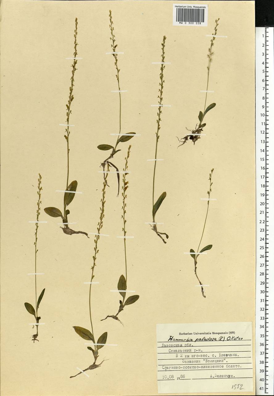 Hammarbya paludosa (L.) Kuntze, Eastern Europe, West Ukrainian region (E13) (Ukraine)