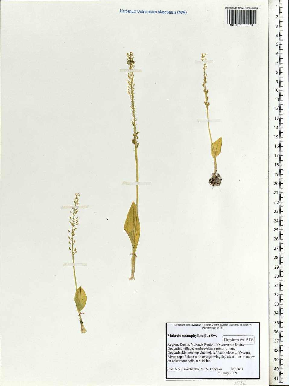 Malaxis monophyllos (L.) Sw., Eastern Europe, Northern region (E1) (Russia)