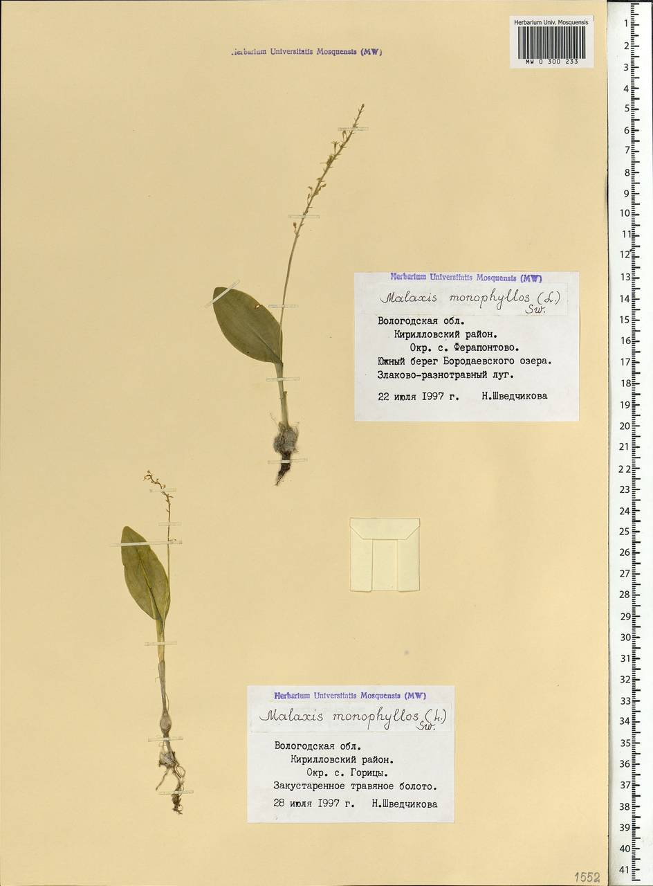 Malaxis monophyllos (L.) Sw., Eastern Europe, Northern region (E1) (Russia)