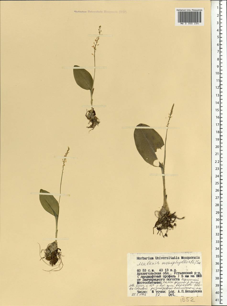 Malaxis monophyllos (L.) Sw., Eastern Europe, Northern region (E1) (Russia)