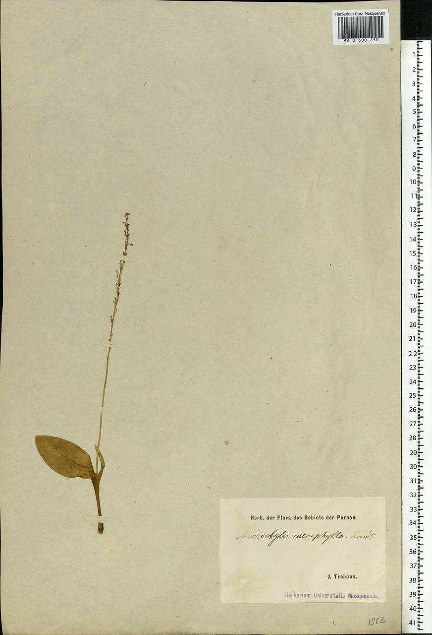 Malaxis monophyllos (L.) Sw., Eastern Europe, Estonia (E2c) (Estonia)