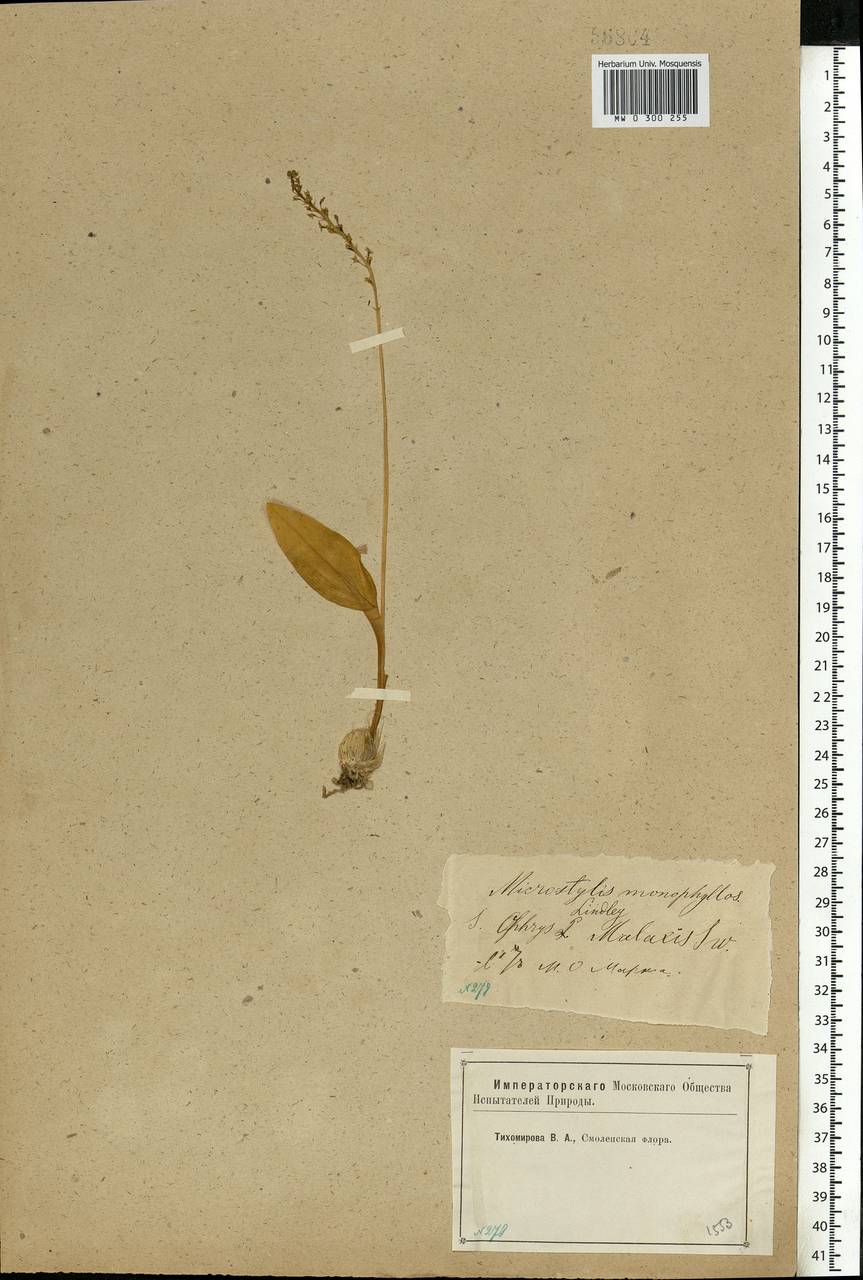 Malaxis monophyllos (L.) Sw., Eastern Europe, Western region (E3) (Russia)