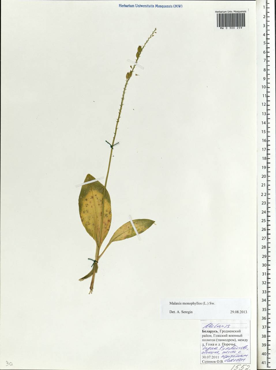 Malaxis monophyllos (L.) Sw., Eastern Europe, Belarus (E3a) (Belarus)