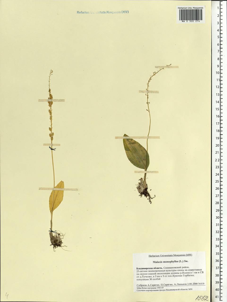 Malaxis monophyllos (L.) Sw., Eastern Europe, Central region (E4) (Russia)