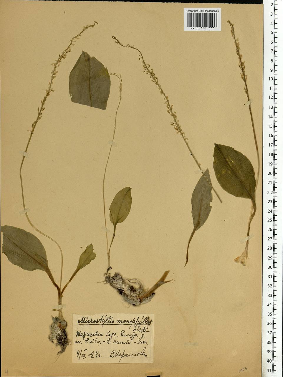 Malaxis monophyllos (L.) Sw., Eastern Europe, Moscow region (E4a) (Russia)