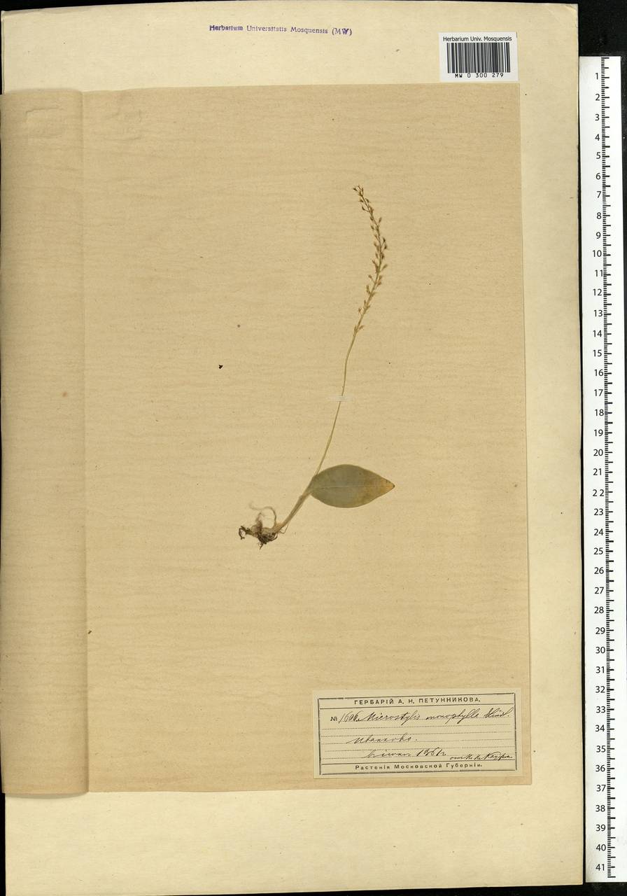 Malaxis monophyllos (L.) Sw., Eastern Europe, Moscow region (E4a) (Russia)