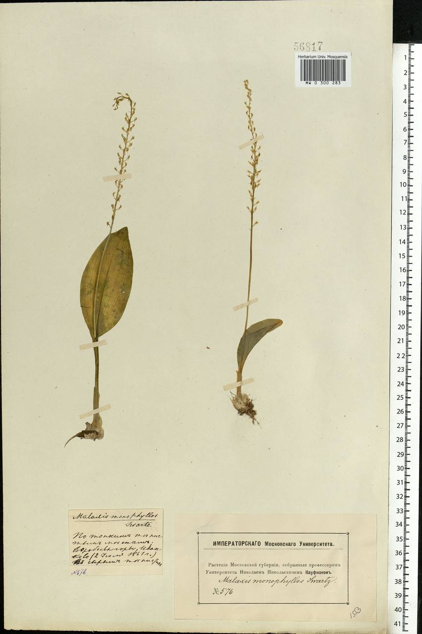 MW0300283, Malaxis monophyllos (Мякотница однолистная), specimen Malaxis monophyllos (L.) Sw., Eastern Europe, Moscow region (E4a) (Russia)