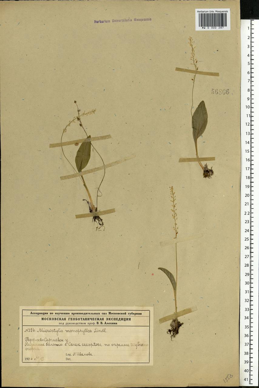 Malaxis monophyllos (L.) Sw., Eastern Europe, Moscow region (E4a) (Russia)