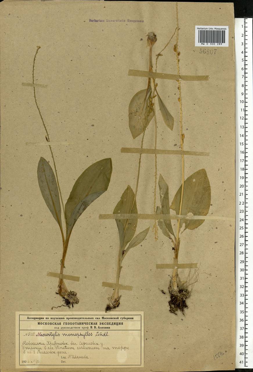 Malaxis monophyllos (L.) Sw., Eastern Europe, Moscow region (E4a) (Russia)