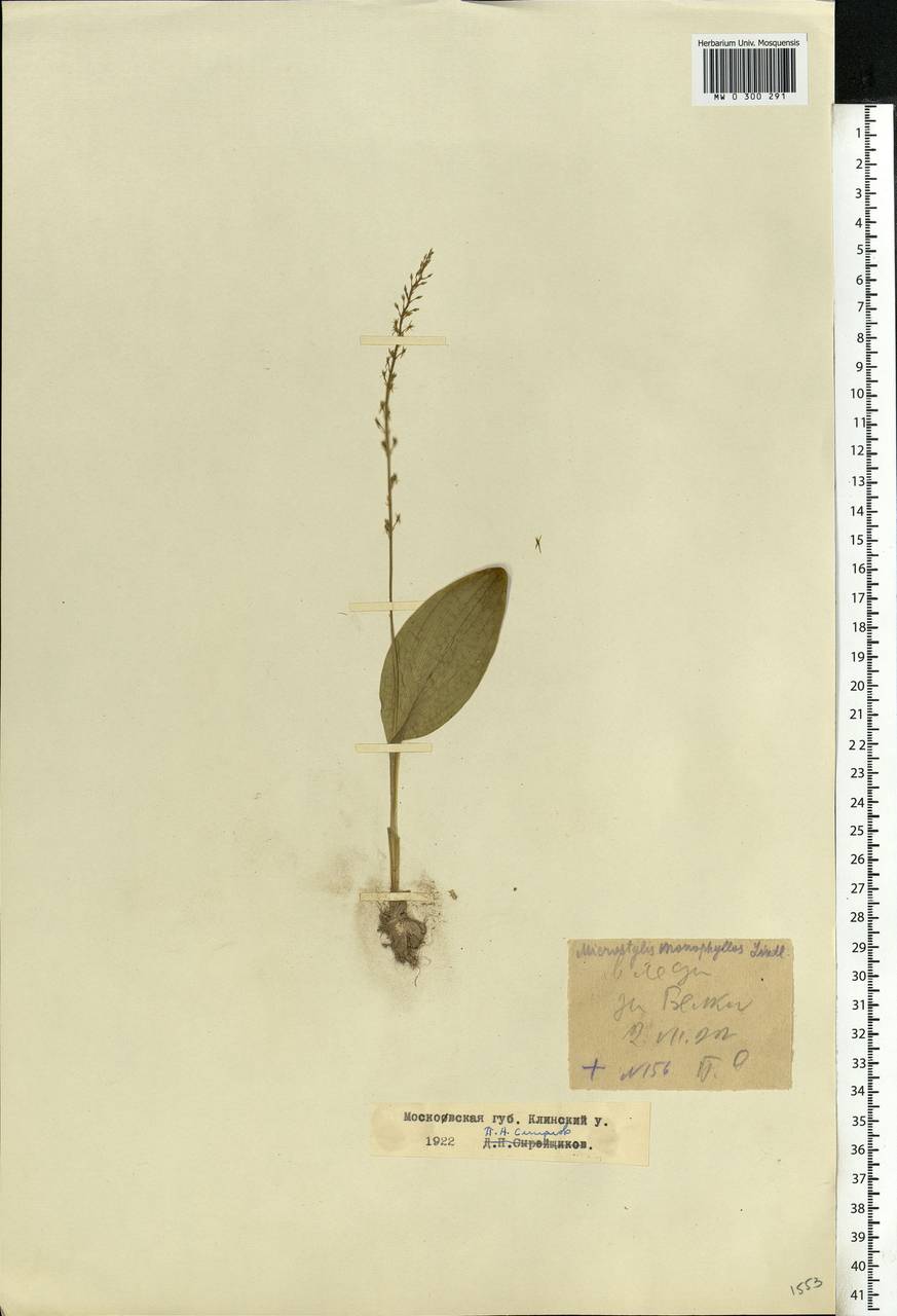 Malaxis monophyllos (L.) Sw., Eastern Europe, Moscow region (E4a) (Russia)