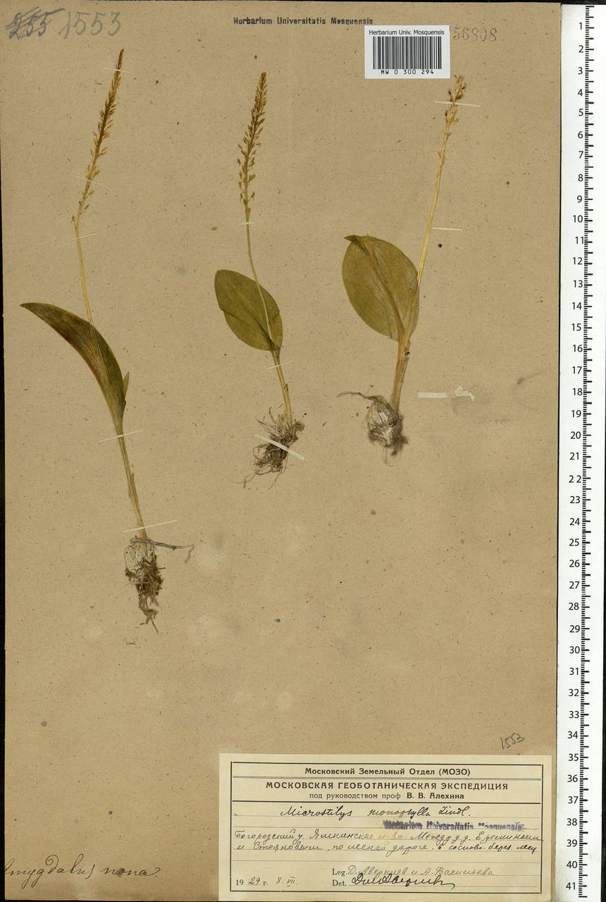 Malaxis monophyllos (L.) Sw., Eastern Europe, Moscow region (E4a) (Russia)