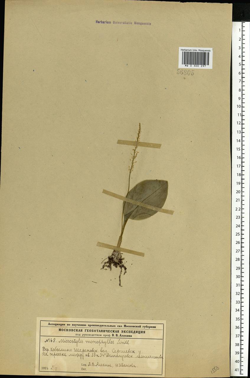Malaxis monophyllos (L.) Sw., Eastern Europe, Moscow region (E4a) (Russia)