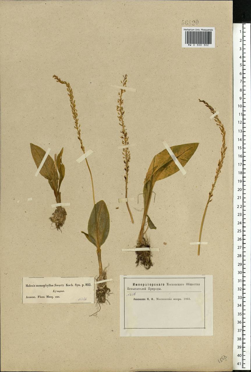 Malaxis monophyllos (L.) Sw., Eastern Europe, Moscow region (E4a) (Russia)