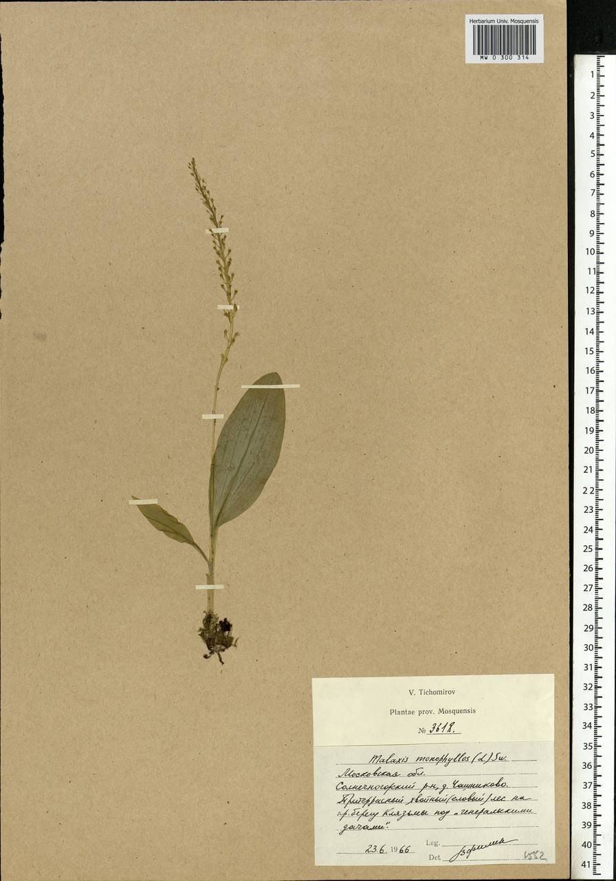 Malaxis monophyllos (L.) Sw., Eastern Europe, Moscow region (E4a) (Russia)